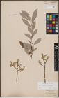 Foto von Salix caprea L. x Salix eleagnos Scop.